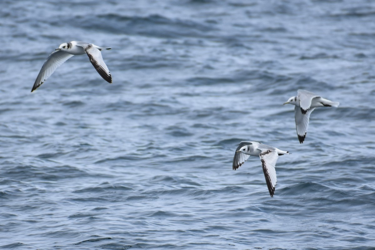 Mouette tridactyle - ML317849341