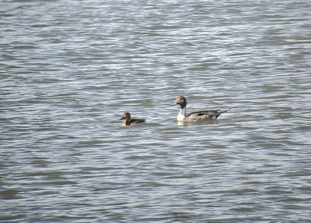 Northern Pintail - Daniel Casey