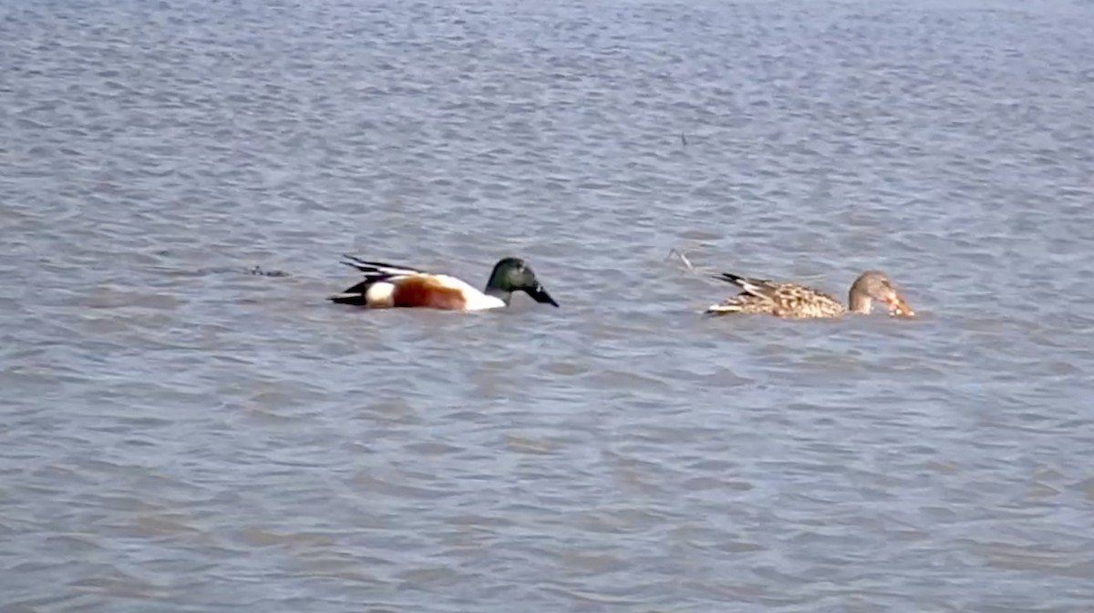 Northern Shoveler - ML317849521