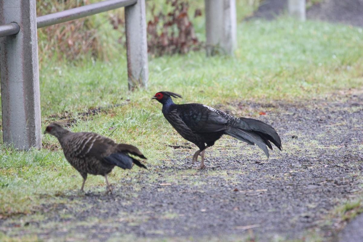 Kalij Pheasant - Abby Darrah