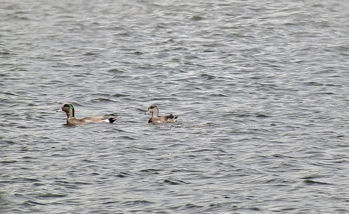 American Wigeon - ML317850471