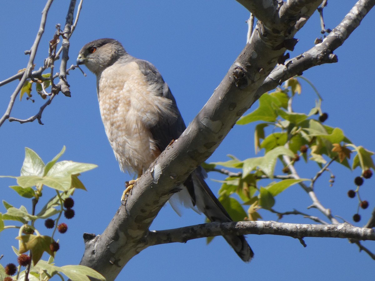 Cooper's Hawk - Braxton Landsman
