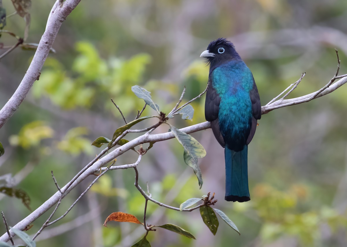 Green-backed Trogon - George Armistead | Hillstar Nature