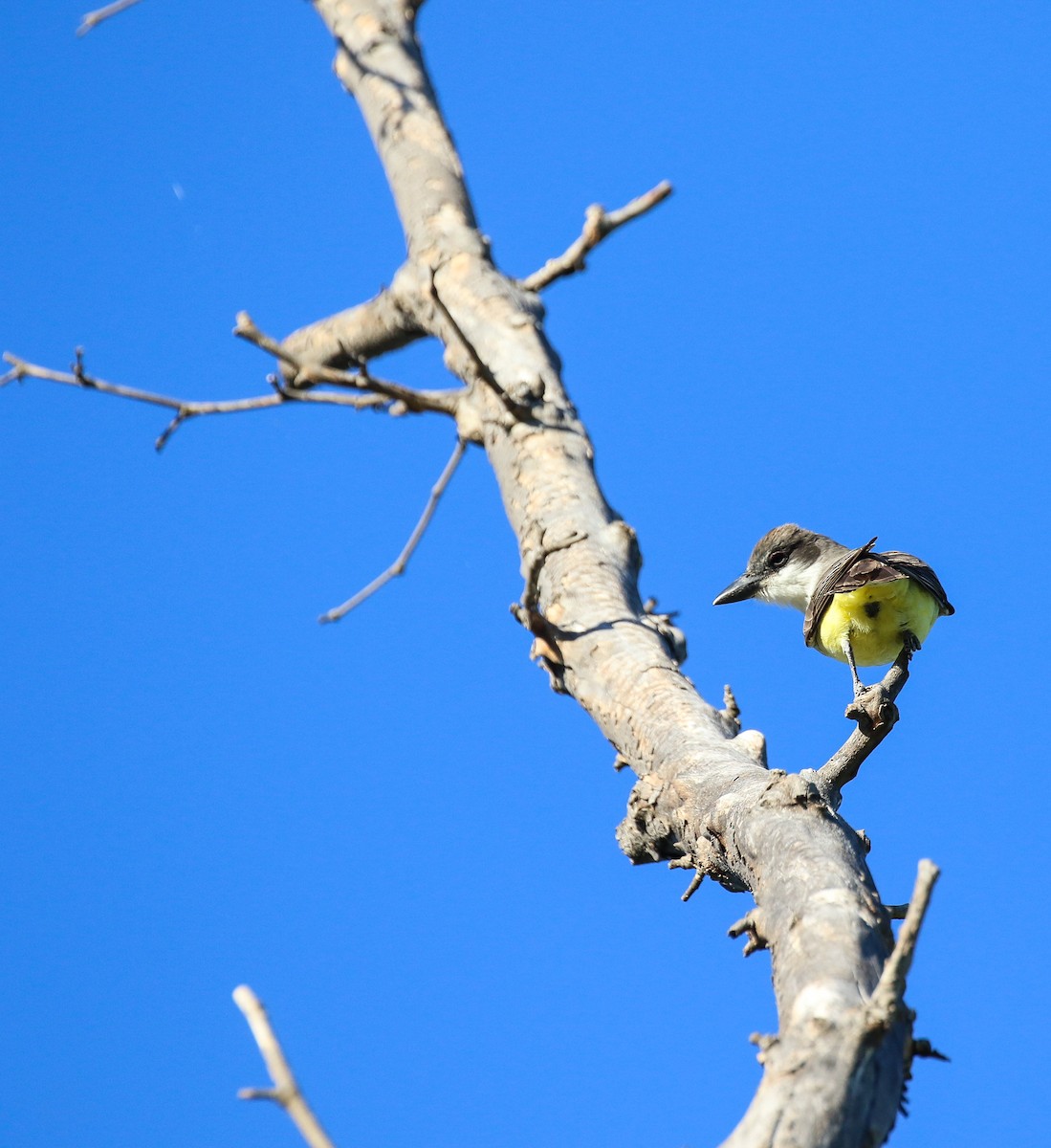 Thick-billed Kingbird - ML317856041