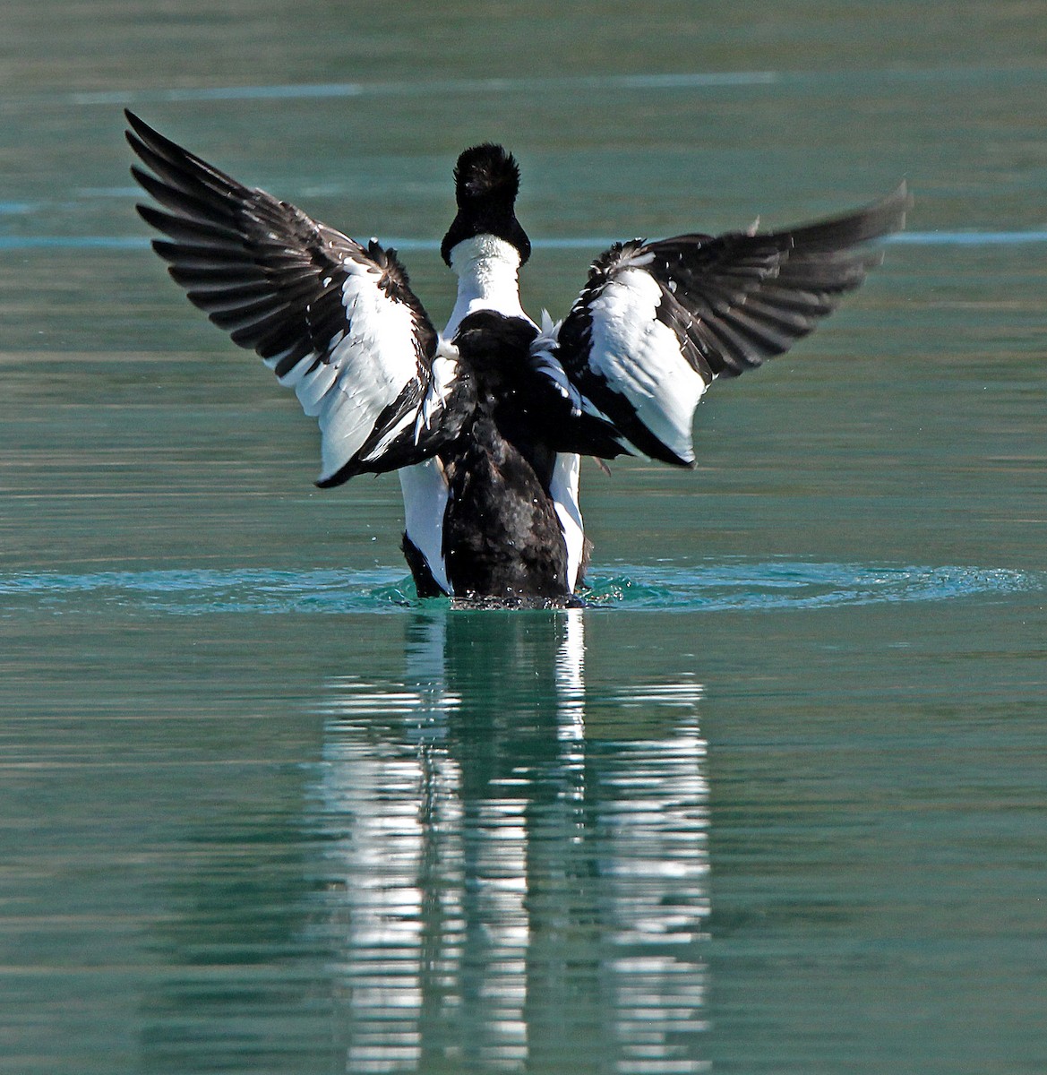 Common Goldeneye - ML317856561