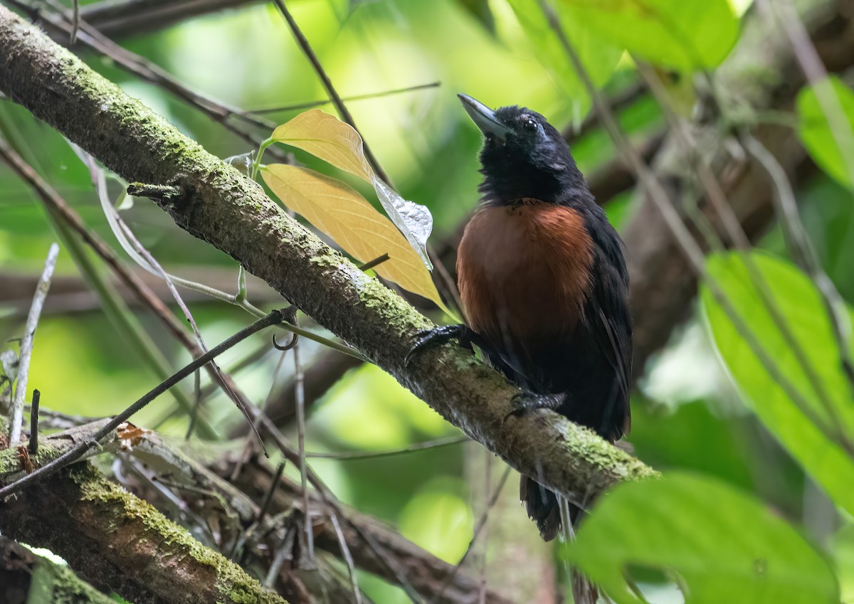 Black Bushbird - ML317856841