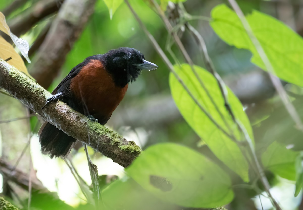 Black Bushbird - ML317856871