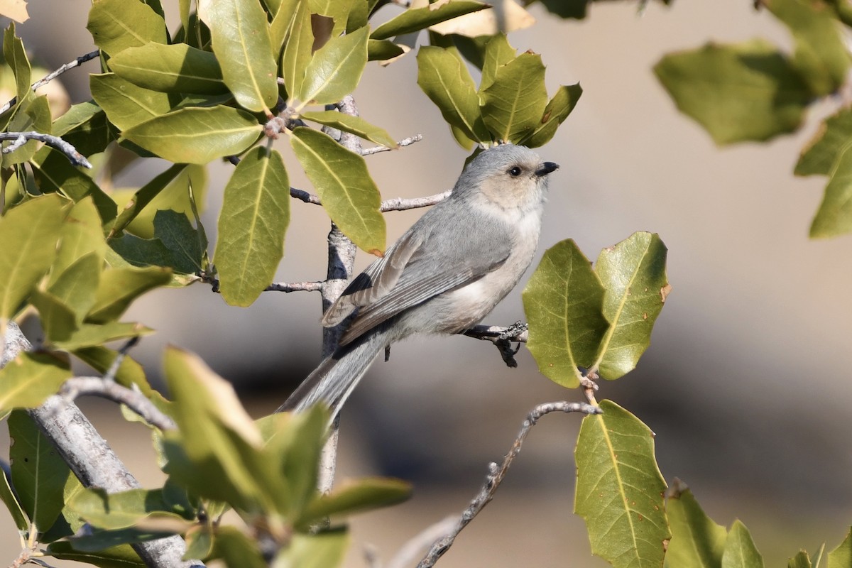 Bushtit - ML317857731