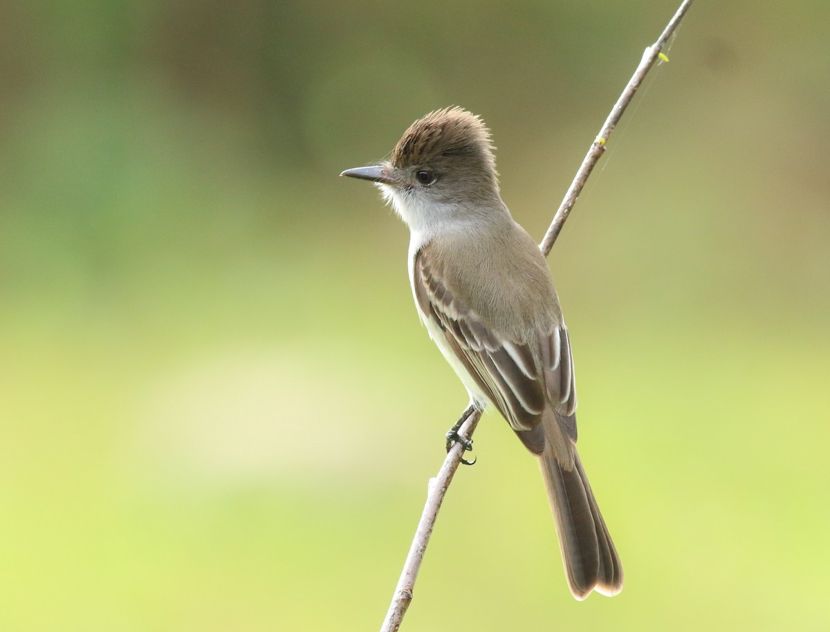 La Sagra's Flycatcher - ML317857921