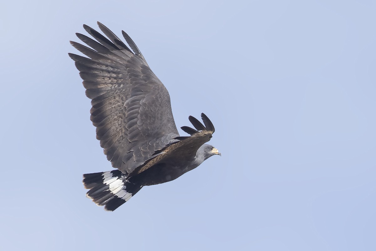 Common Black Hawk - Bradley Hacker 🦜