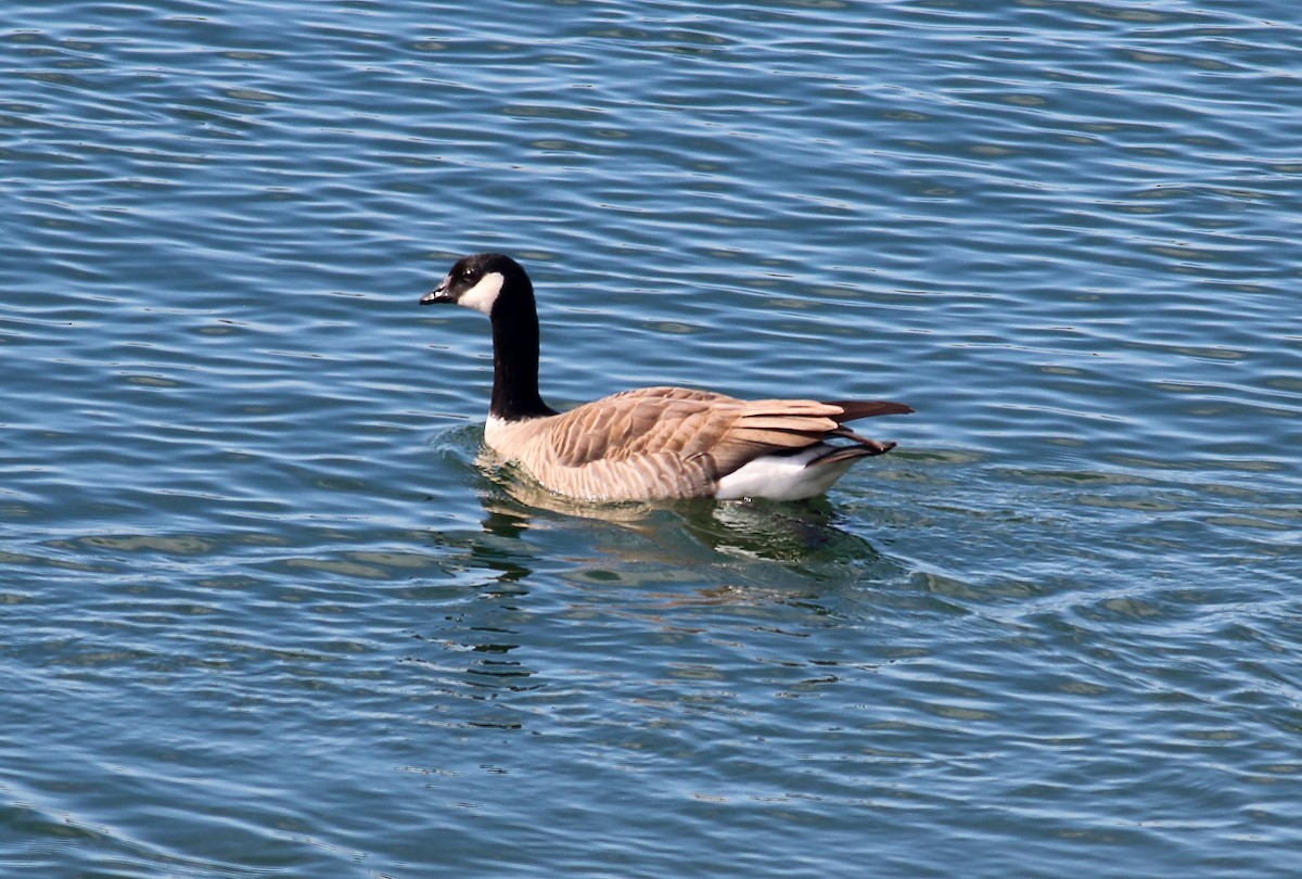 Cackling Goose (Taverner's) - ML317860801