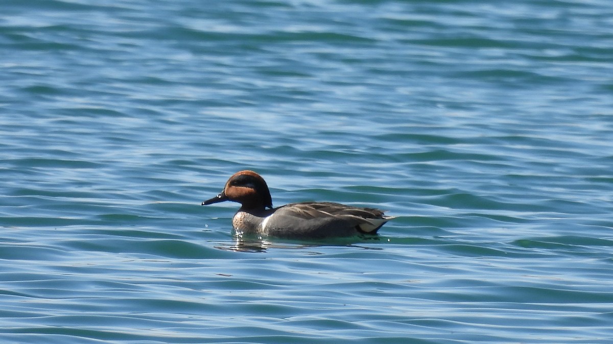 Green-winged Teal - ML317861001