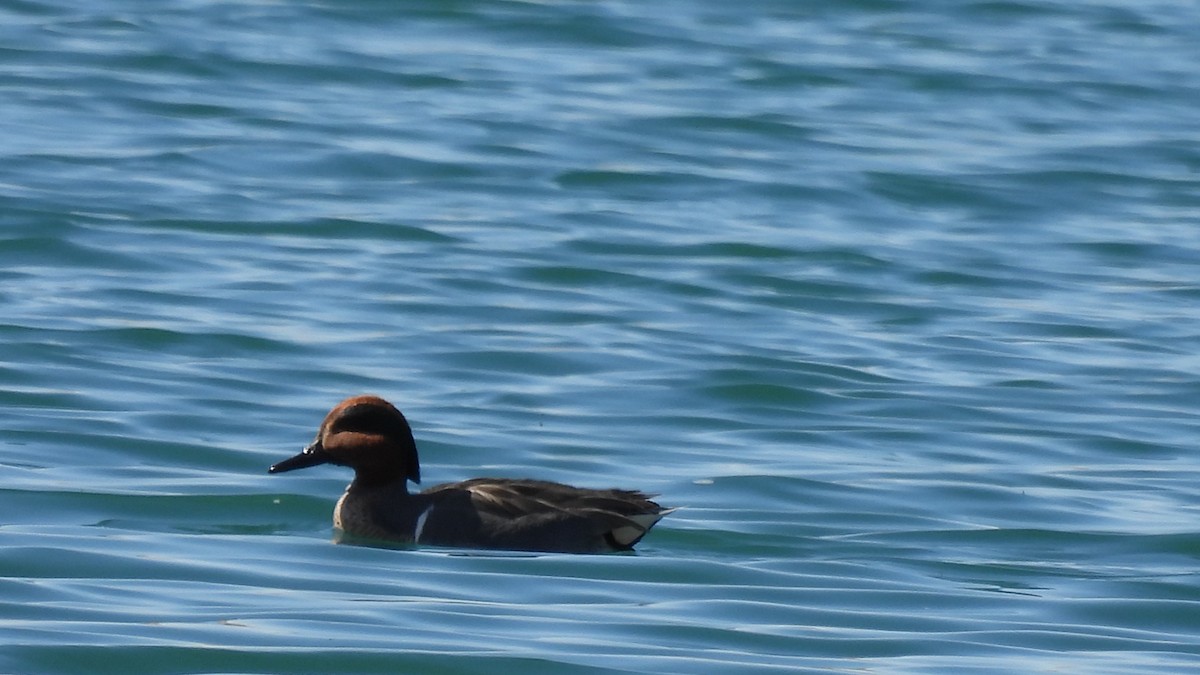 Green-winged Teal - Karen Evans