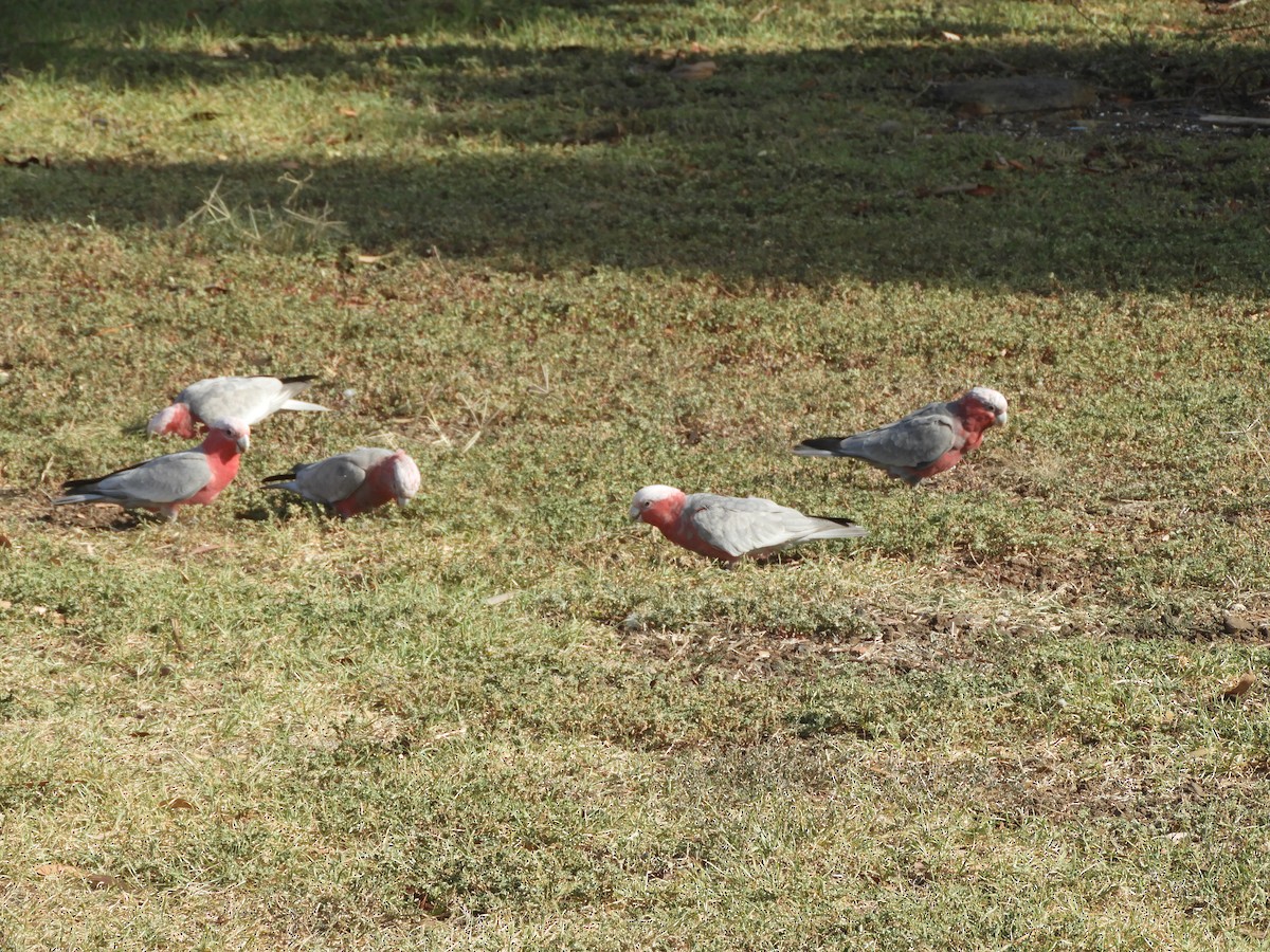 Galah - ML317862011