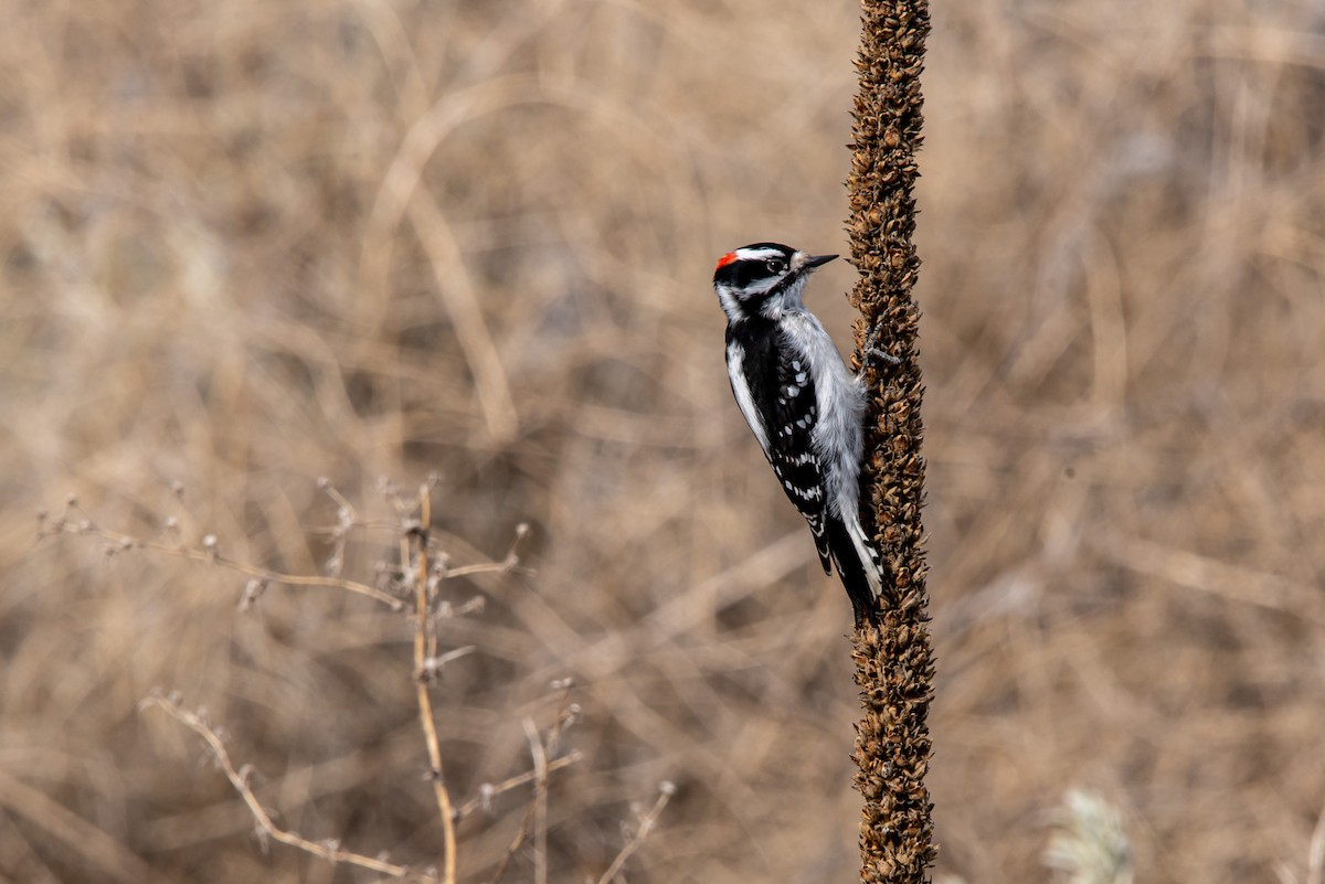 Downy Woodpecker - ML317862441