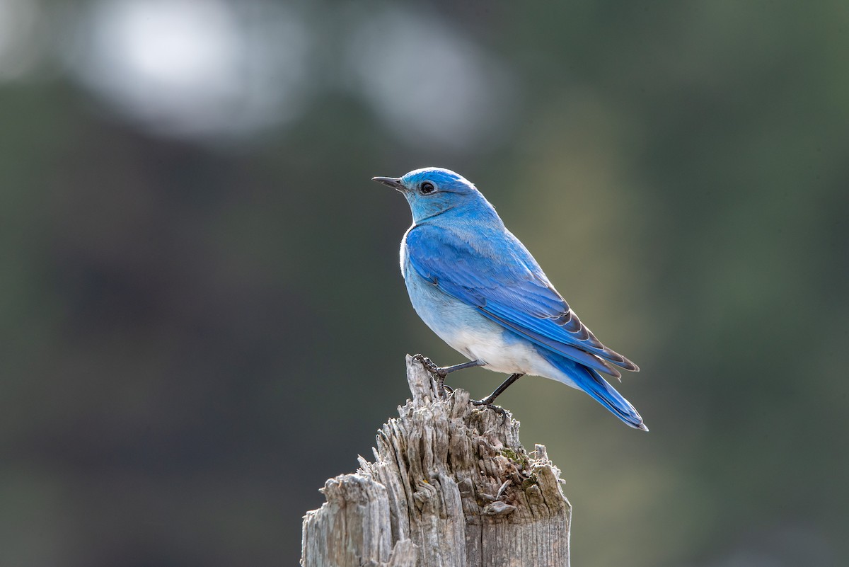 Mountain Bluebird - ML317862471