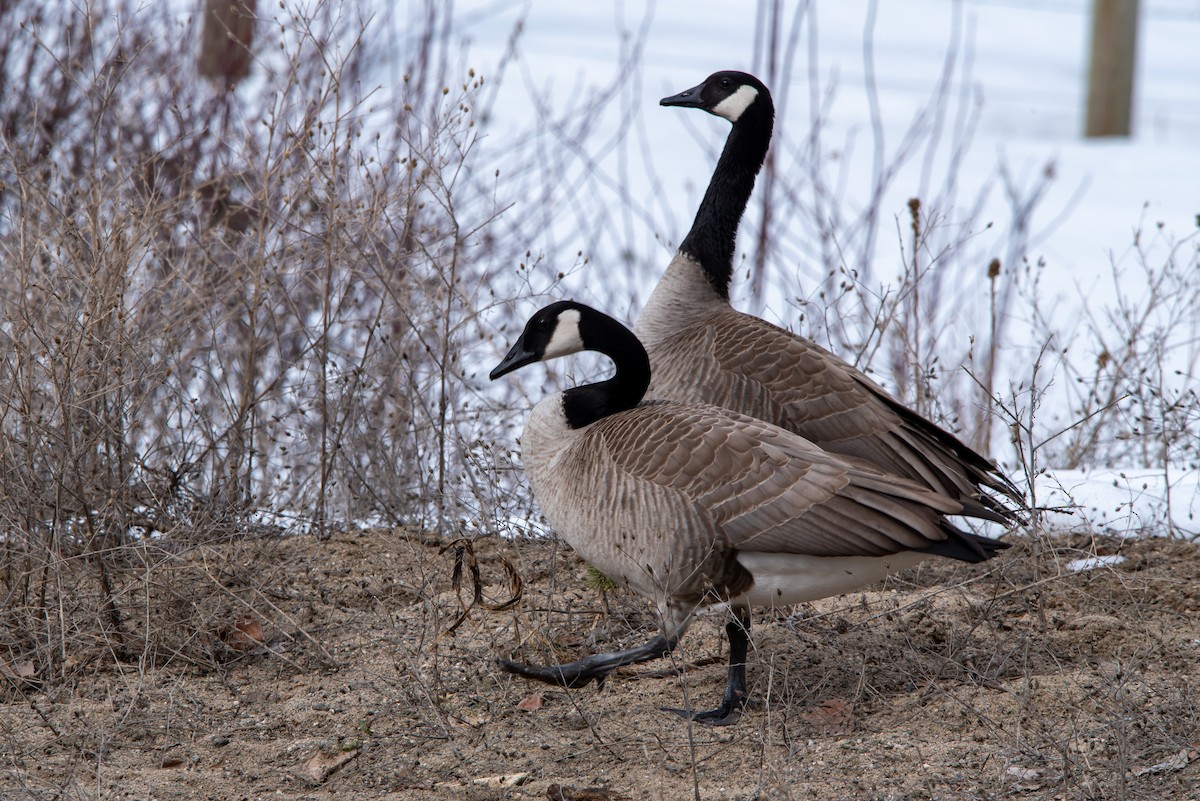 Canada Goose - ML317862771