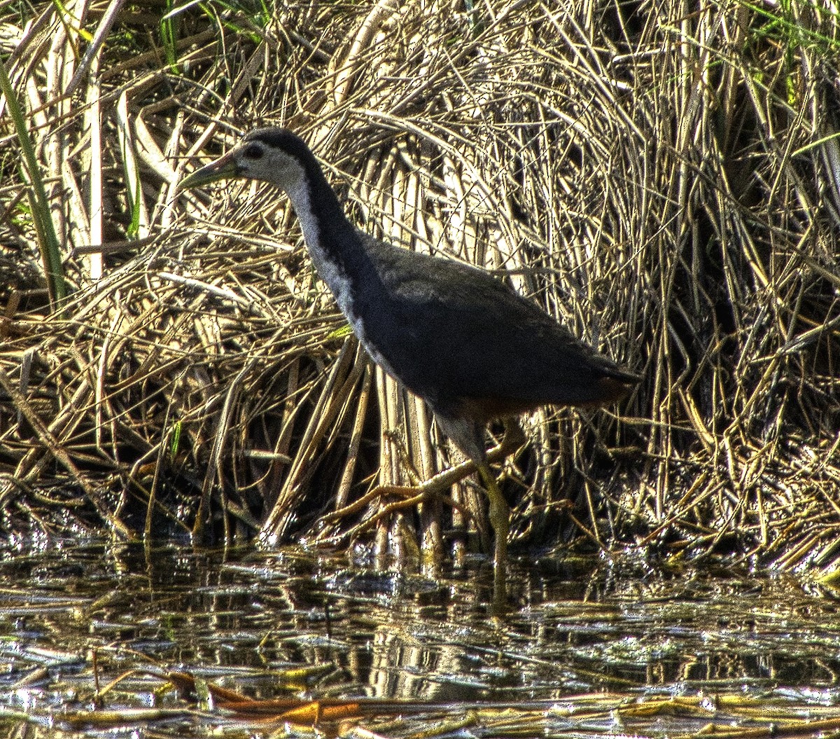 White-breasted Waterhen - ML317862951