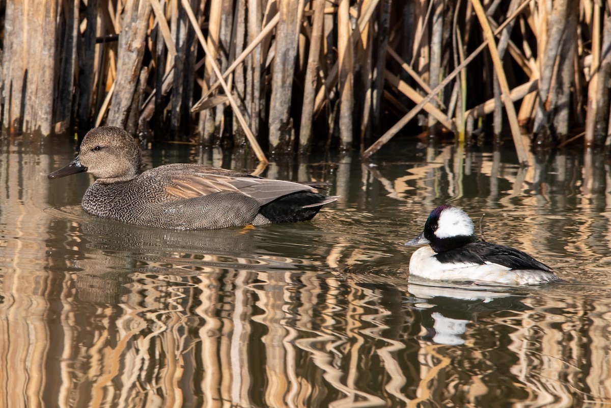 Gadwall - ML317863001