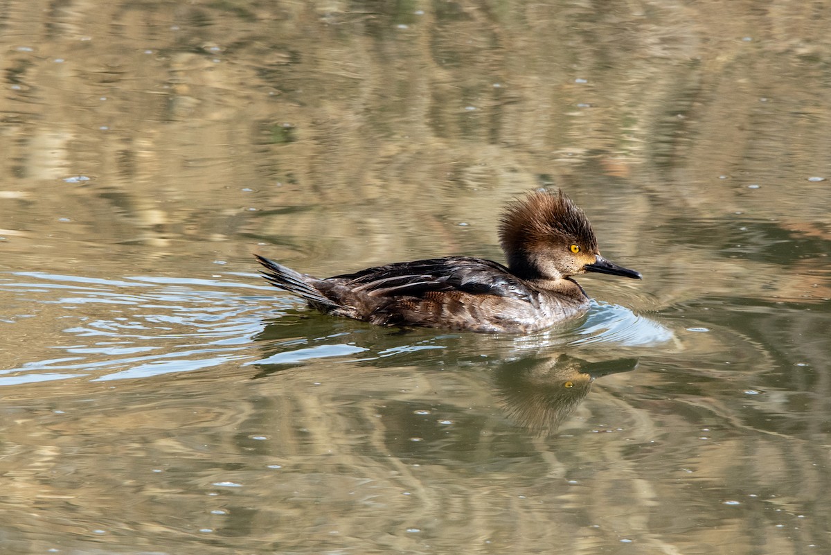 Kappensäger - ML317863011