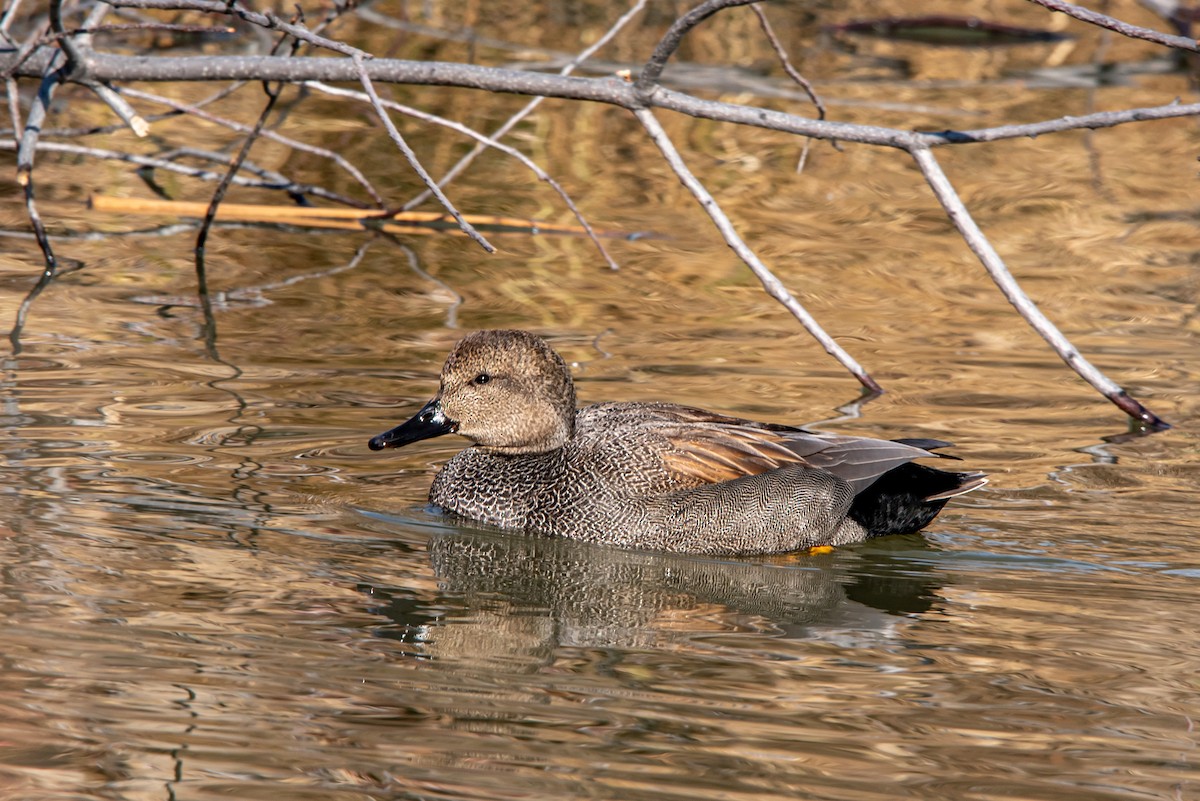 Schnatterente - ML317863031