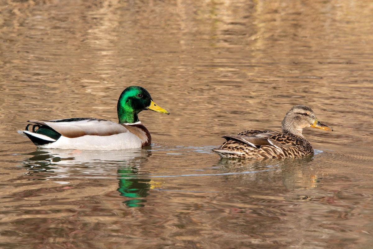 Stockente - ML317863101