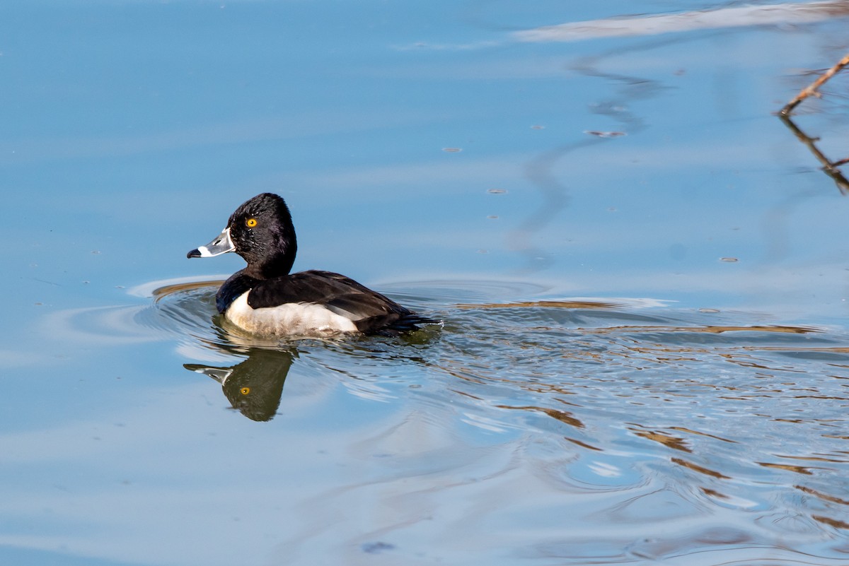 Ringschnabelente - ML317863111