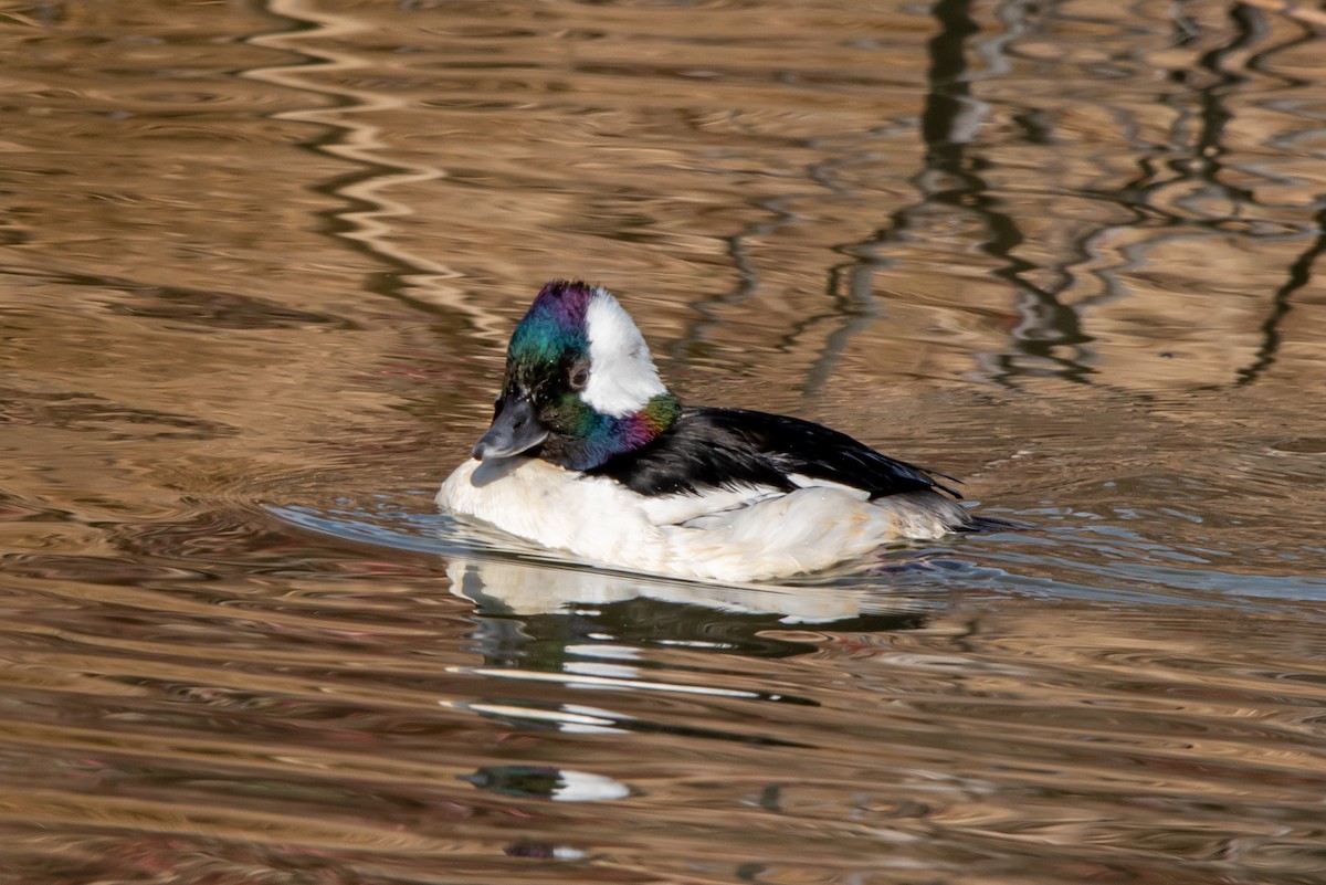 Bufflehead - Alex Bodden