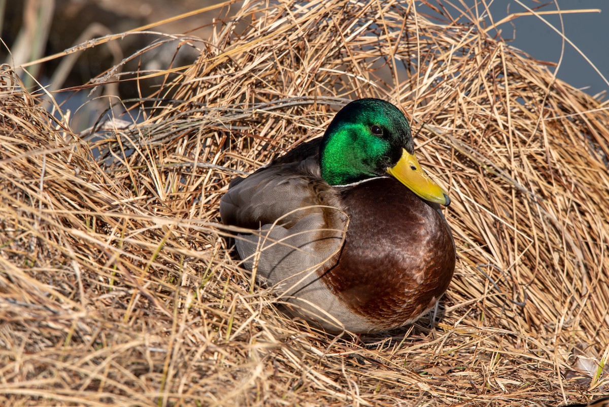 Stockente - ML317863161