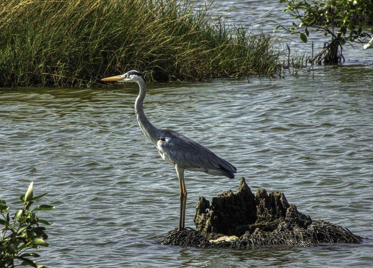 Gray Heron - ML317864011