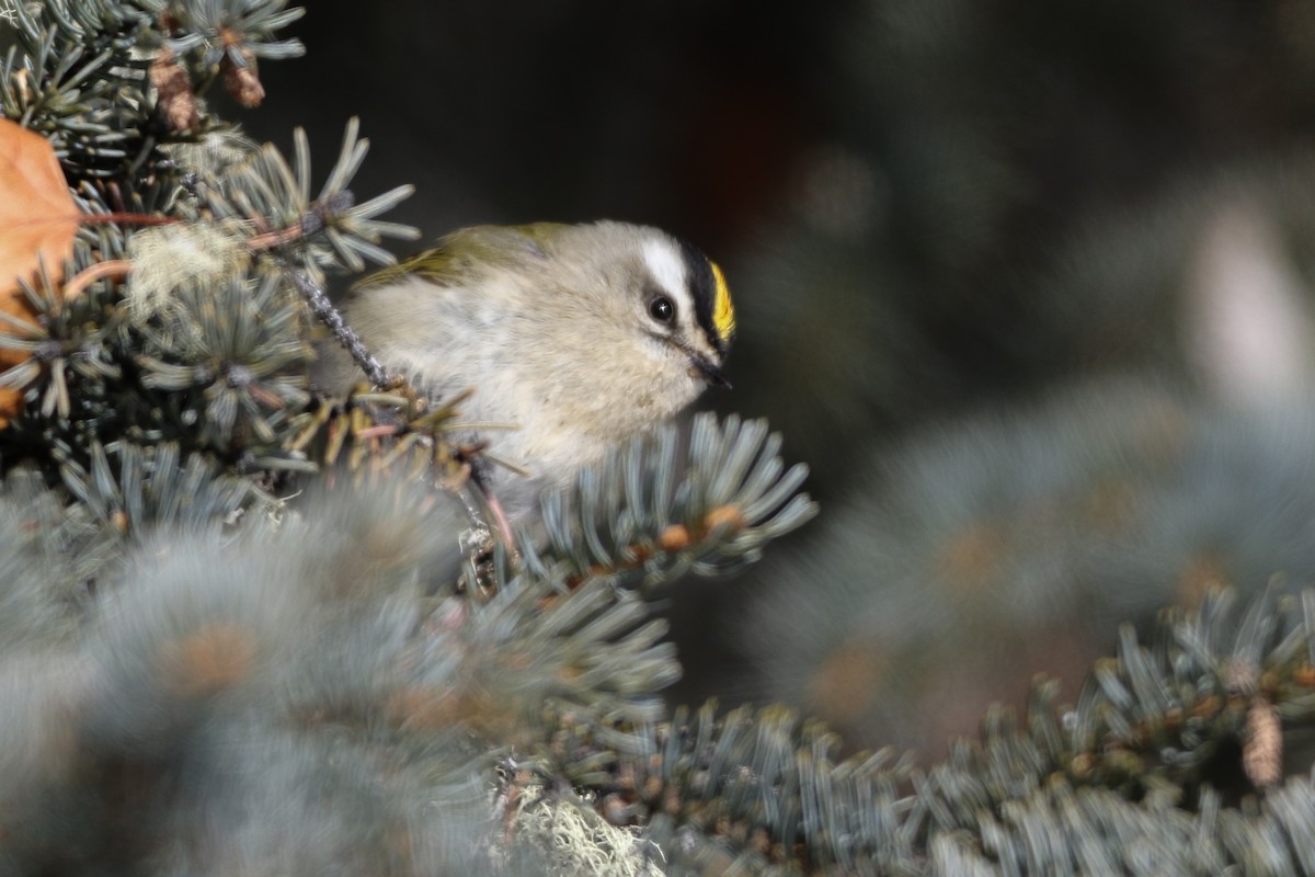 Golden-crowned Kinglet - ML317864941