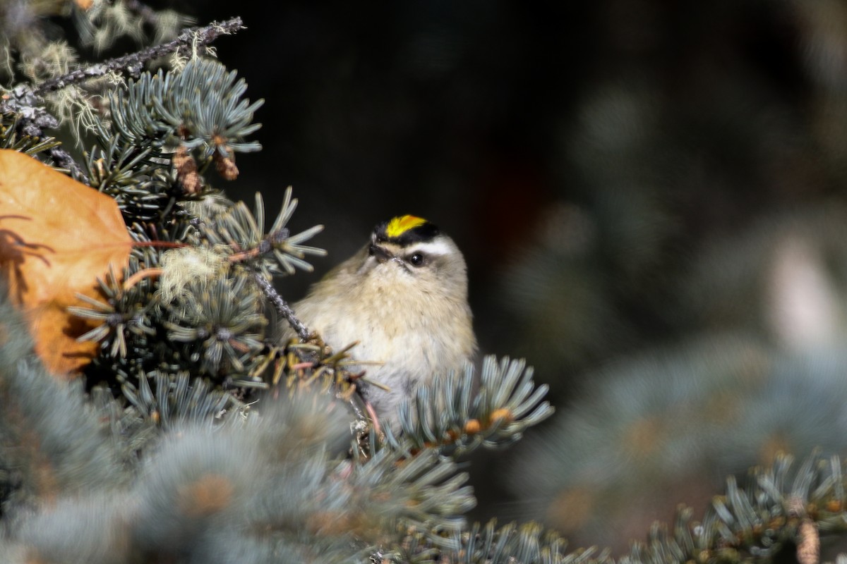 Golden-crowned Kinglet - ML317865111