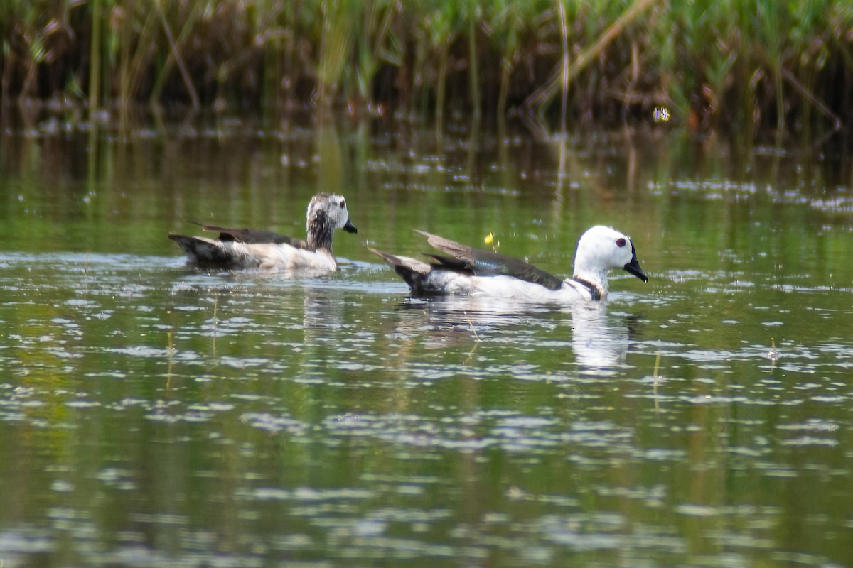 Cotton Pygmy-Goose - ML317865351