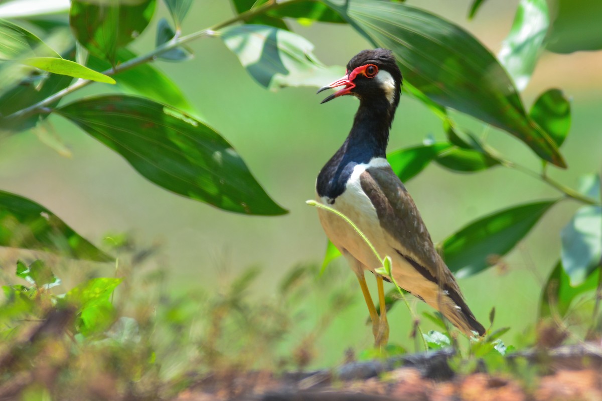 Red-wattled Lapwing - ML317865811