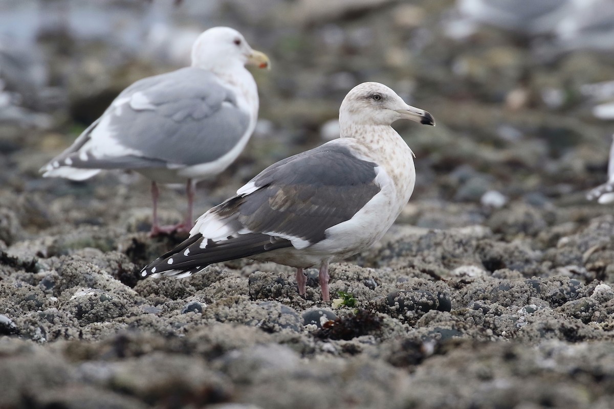 Slaty-backed Gull - Liam Singh