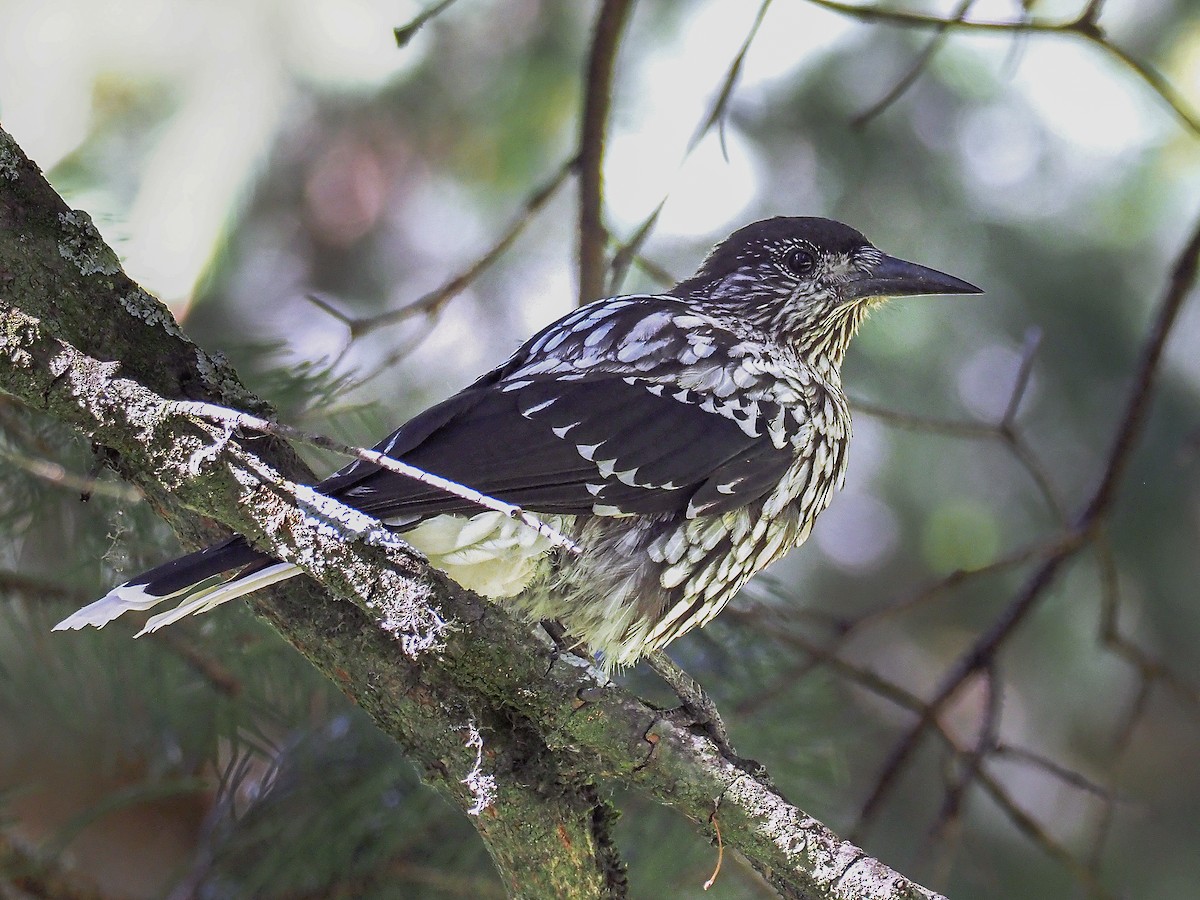 Kashmir Nutcracker - Nucifraga multipunctata - Birds of the World