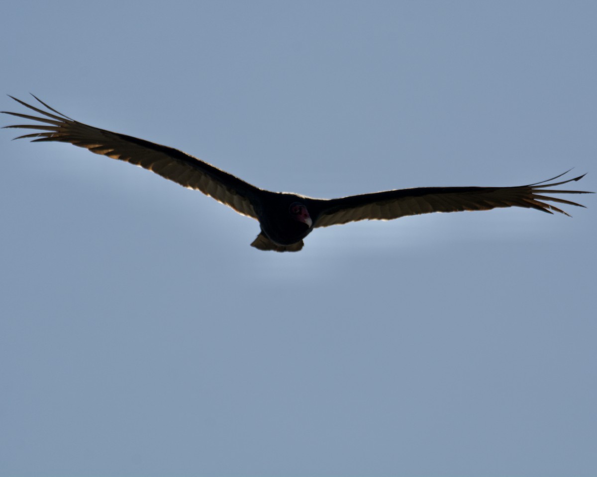 Turkey Vulture - ML317869061