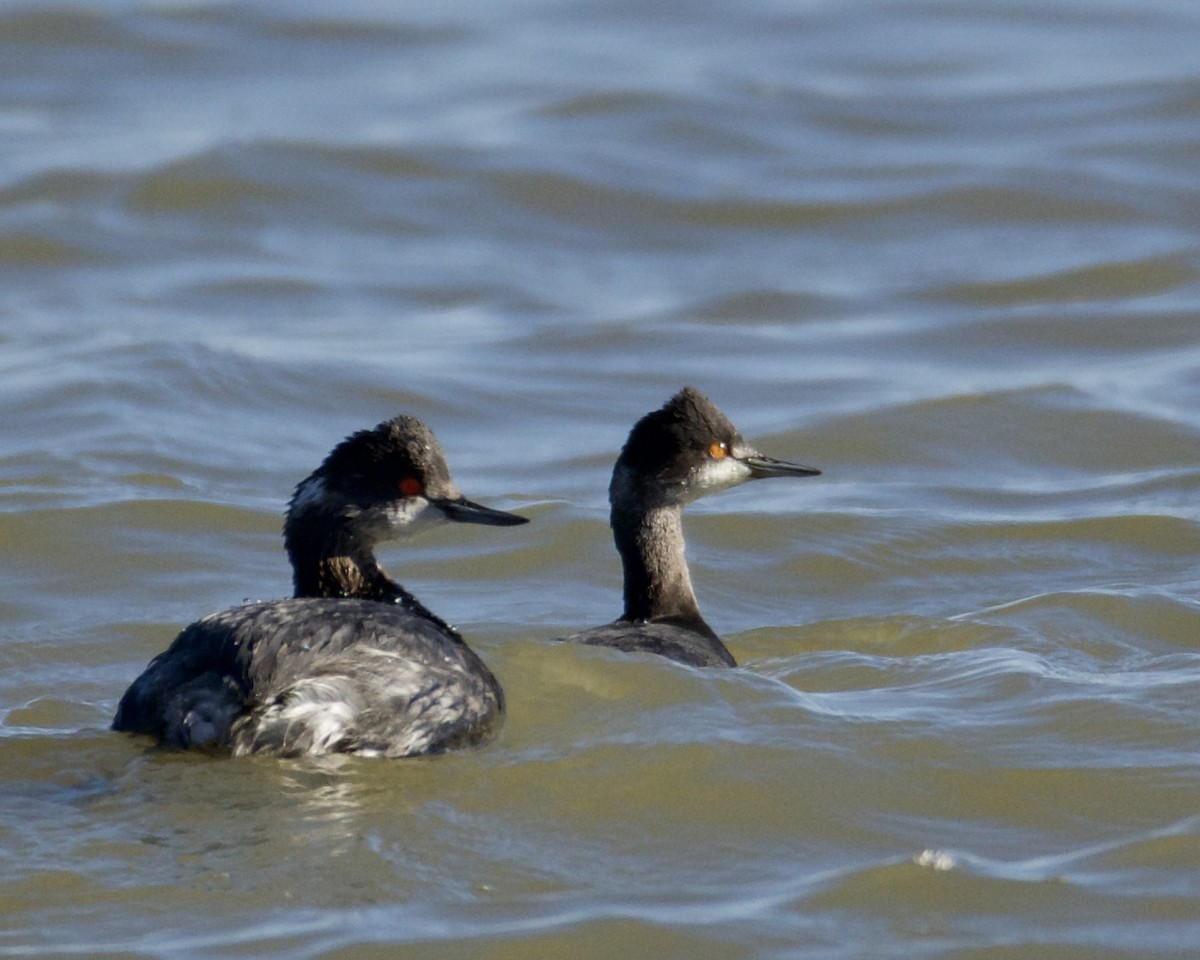 Eared Grebe - Larry Waddell