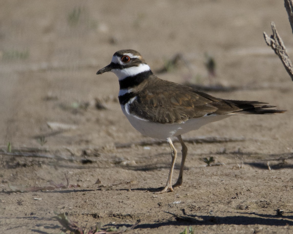 Killdeer - Larry Waddell