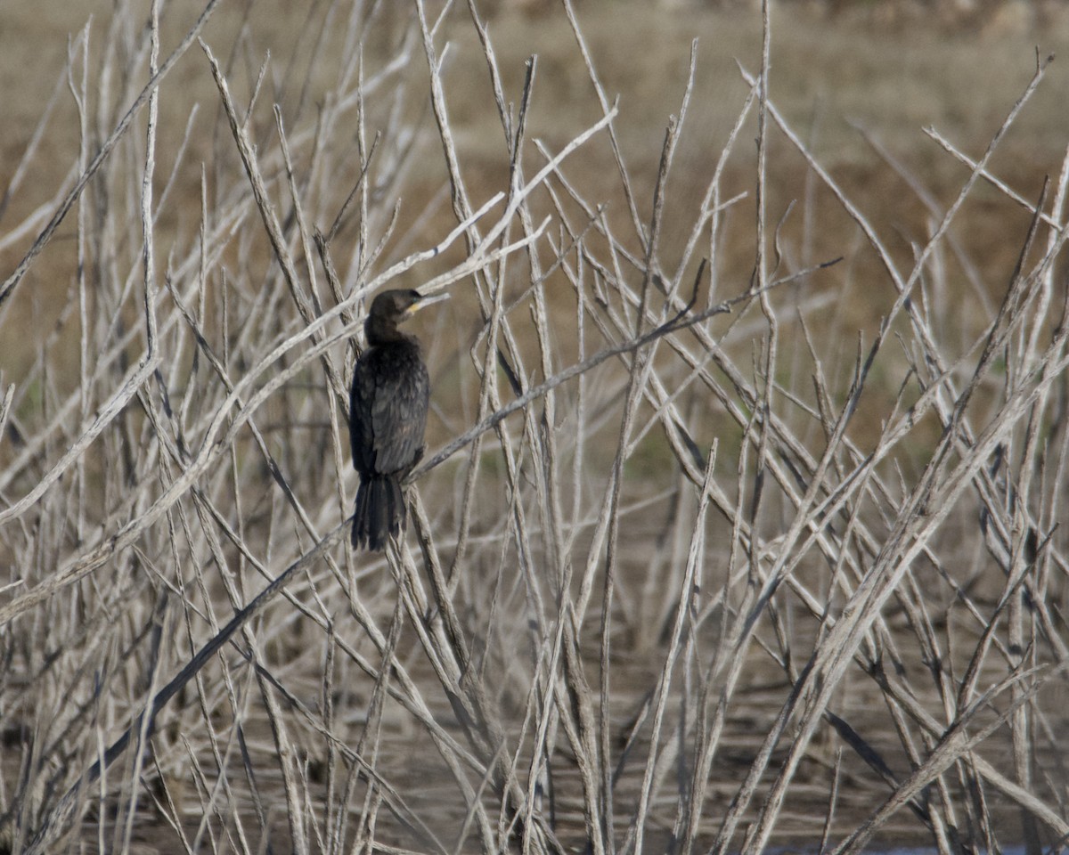 Neotropic Cormorant - Larry Waddell