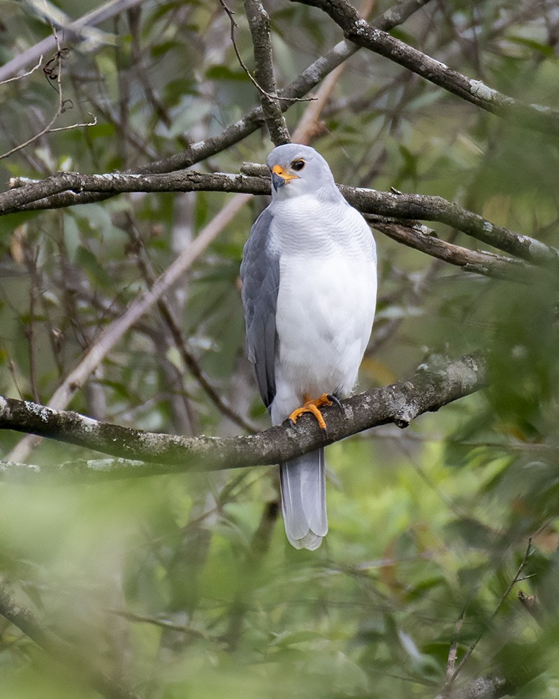 Gray Goshawk - ML317870441