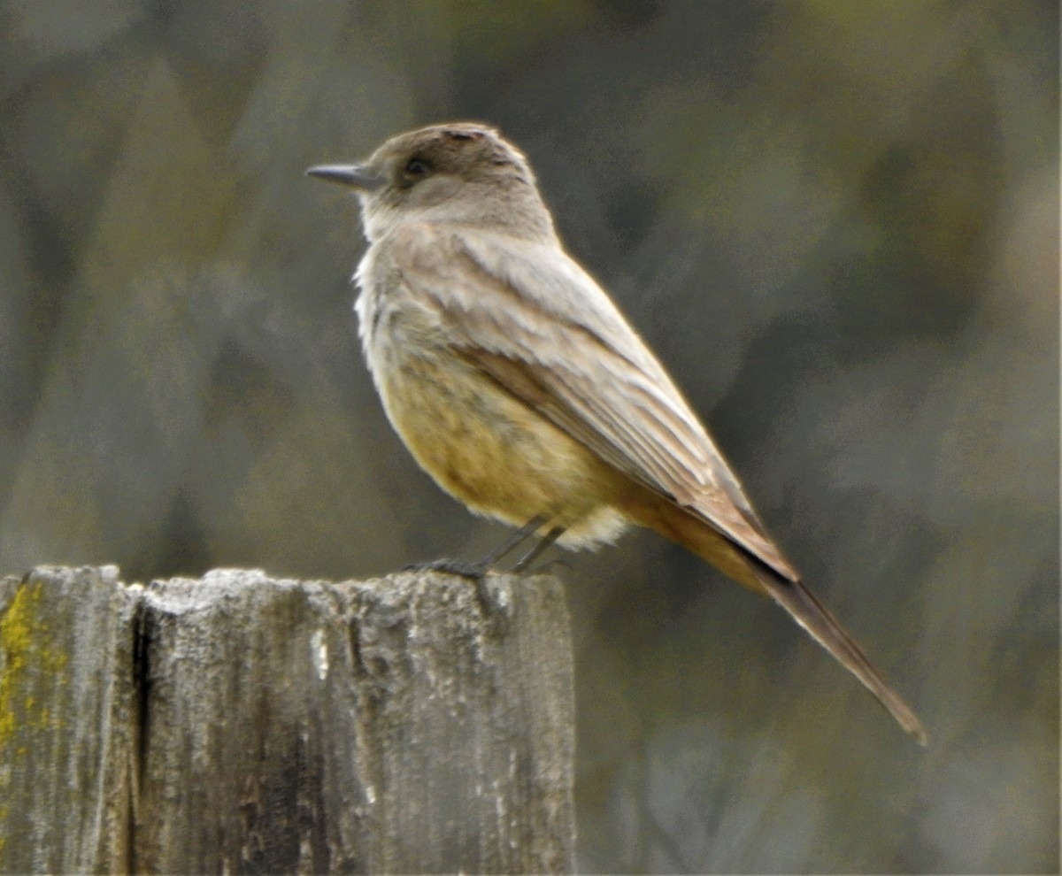 Say's Phoebe - ML317870761