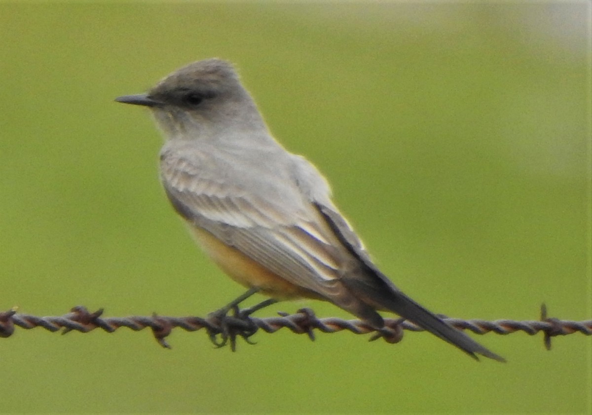 Say's Phoebe - ML317871331