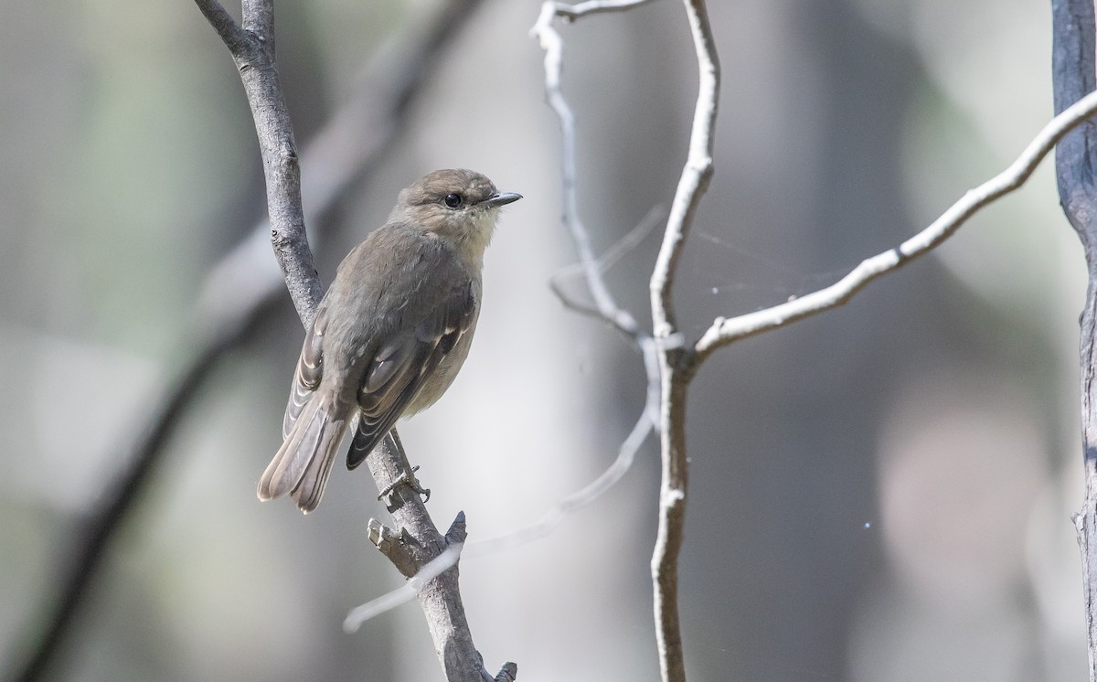 Dusky Robin - ML317871341