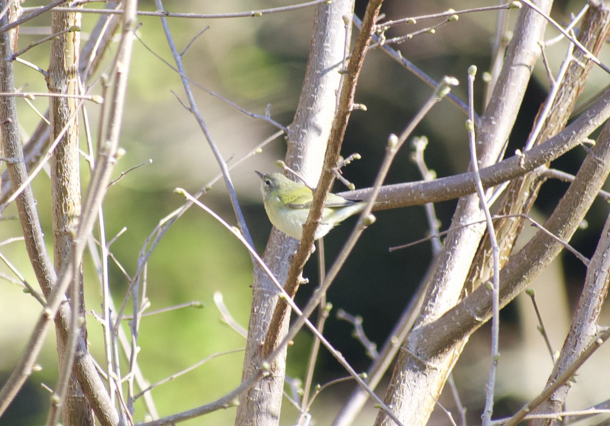 Tennessee Warbler - ML317871521