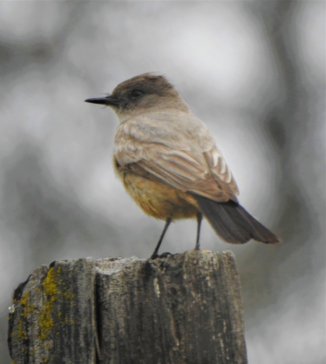 Say's Phoebe - ML317871911