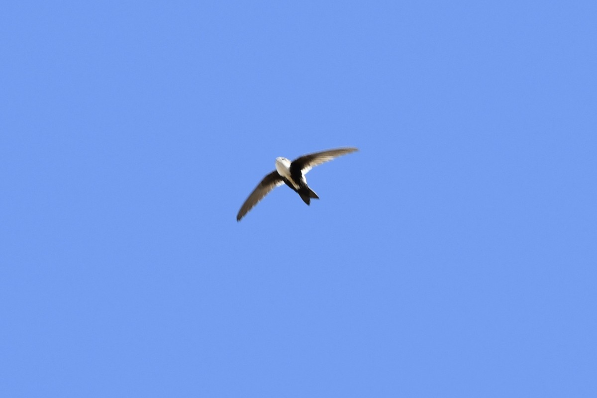 White-throated Swift - Kent Kleman