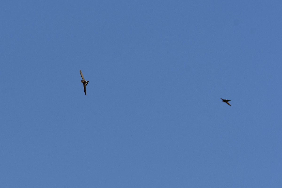 White-throated Swift - Kent Kleman