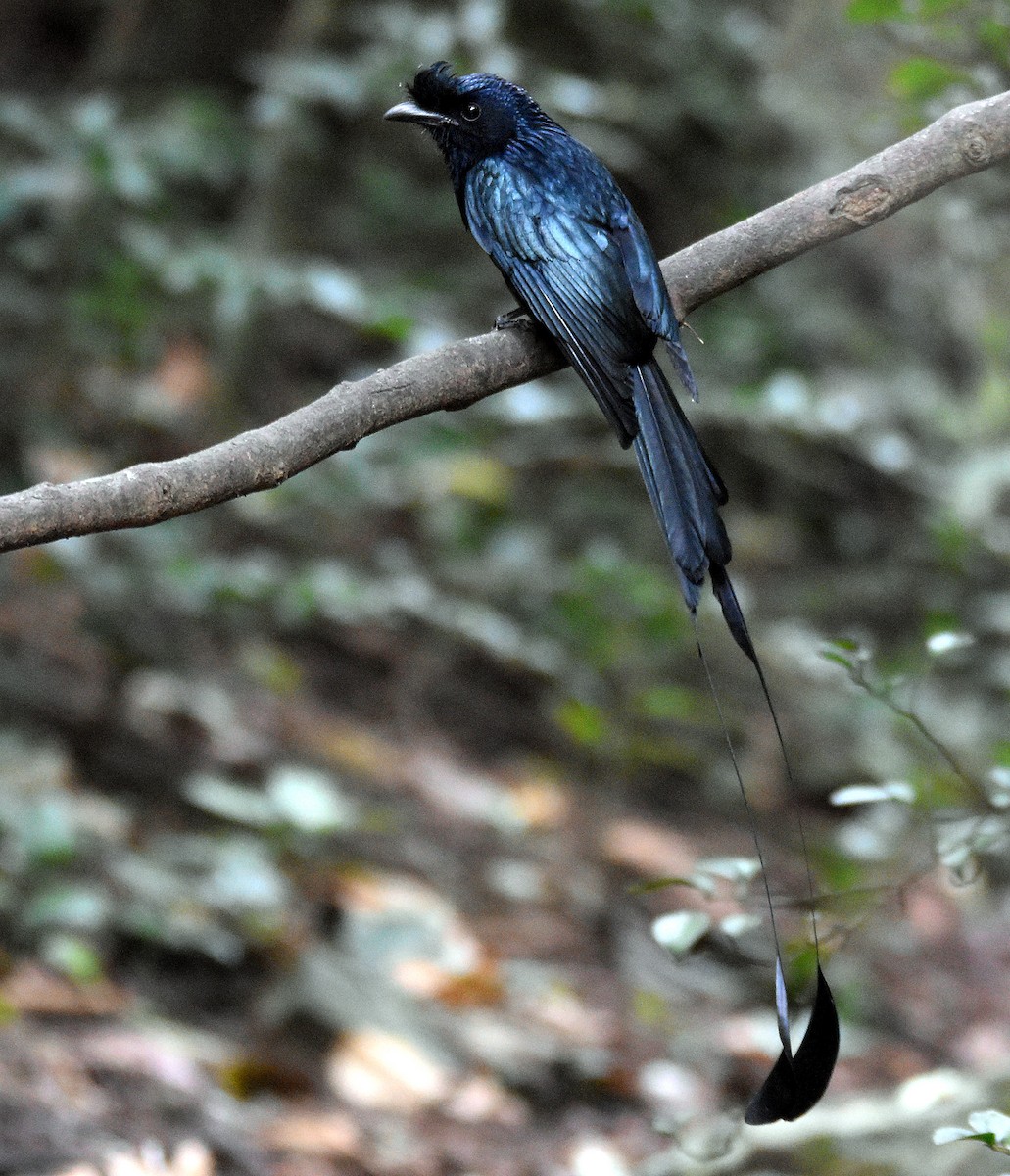 Drongo à raquettes - ML317874691