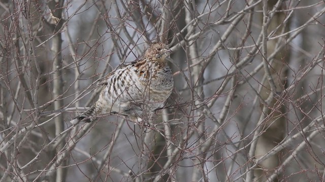 Ruffed Grouse - ML317877021